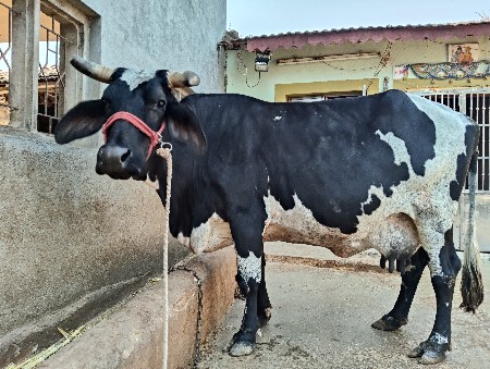 થંબનેલ 3