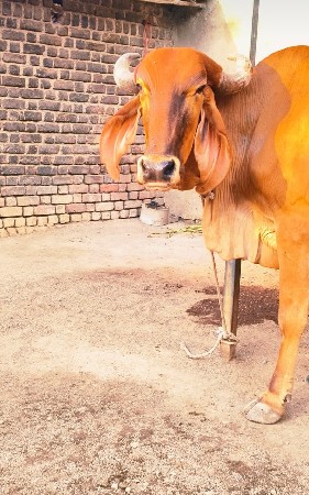 ગાય વેચવાની છે
