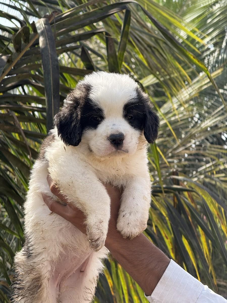 થંબનેલ 2