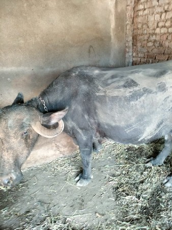 2 ભેંસ વેચવાની છે