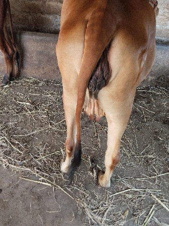 ગાય  વેચવાની છે