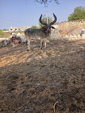 બળદહુડાઈધરપાસમીસાવસોજાહાકેસાર