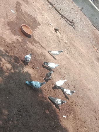 કબૂતર વેચવાના સે