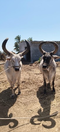 થંબનેલ 3