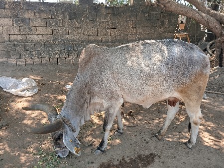 ગાય વેચવાની છે