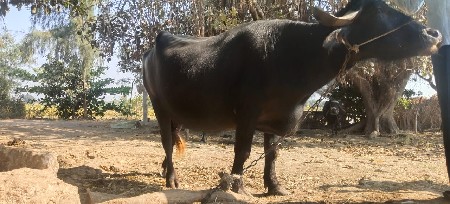 थंबनेल 2