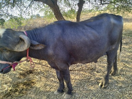 थंबनेल 2