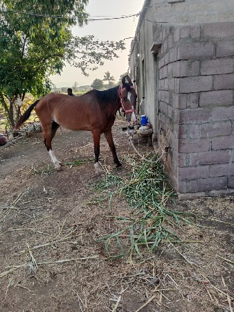 સાટાકવાનાછે ઘોડીના ઘોડોઘોડી ગમે
