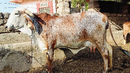 थंबनेल 2