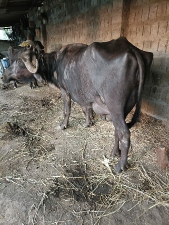 bhesh vachavane che  5 davas nev