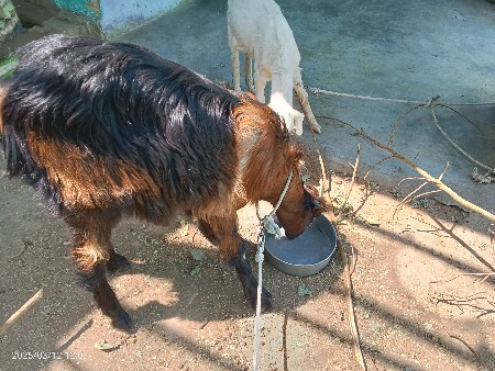 એક દૂધવાળી બકરી ને એક ખાલી પાર્ટ