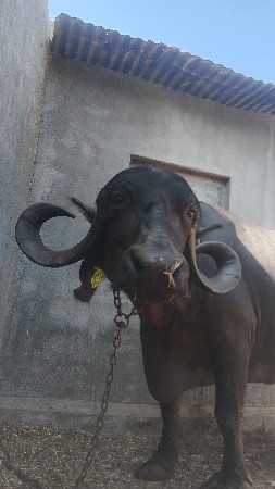 थंबनेल 1