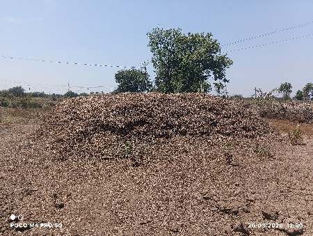 જેવીસ માંડવી નો પાલો વેચવાનો સે