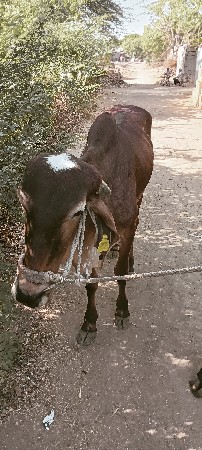 ગોઢલા વેચવાના છે
