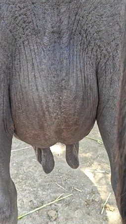 ચોથુ વેતર ત્રણ ચાર દિવસની કાચી