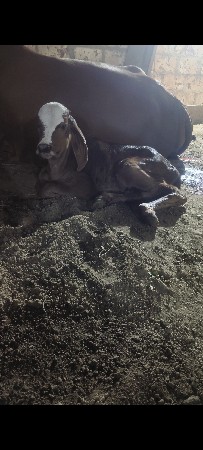 ગાય વેચવાની છે