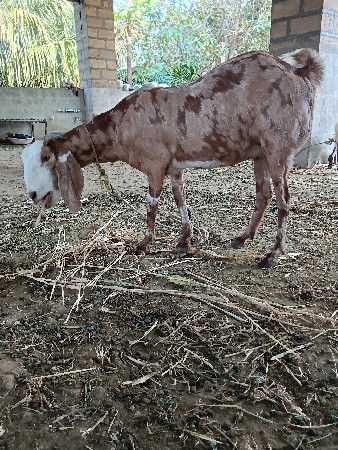 આ બકરી વેચવા ની છે