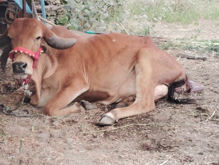 थंबनेल 3