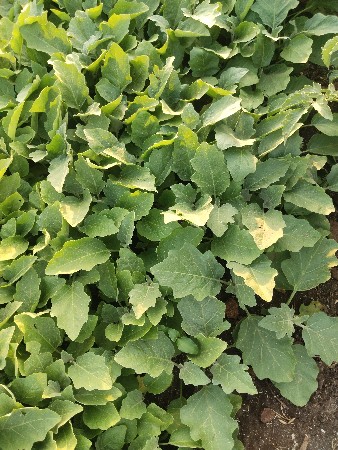 રોપ વેચવાનોછે