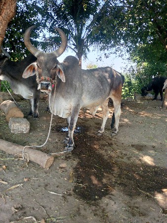 બરધ વેચવાનો છે