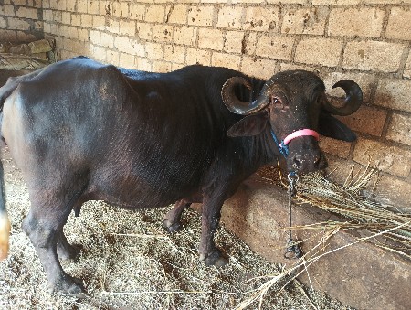 થંબનેલ 2