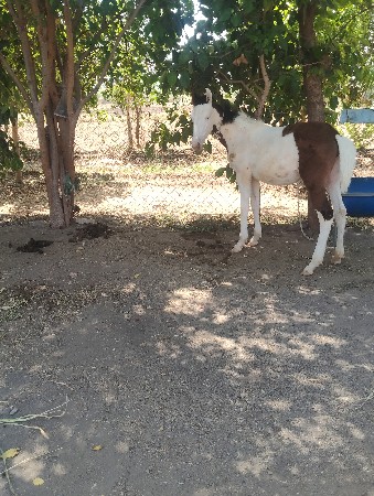 થંબનેલ 3