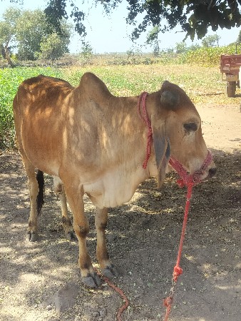 વેચવા નો છે