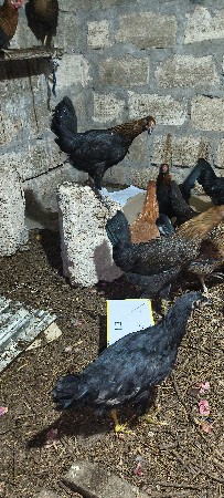 થંબનેલ 3