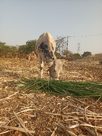 વાસ ડી. 2 વરસ ની સે.