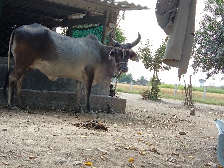 ગા વેચવાની છે