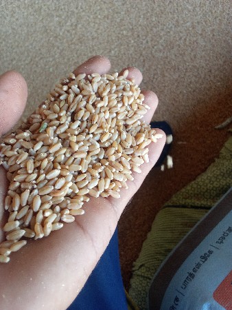 ઘ‌ઉ વેચવાના છે. ટુકડા છે.