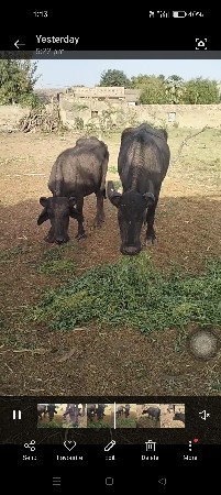 4 ખડેલી બન્ની