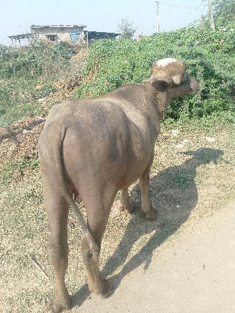 થંબનેલ 3