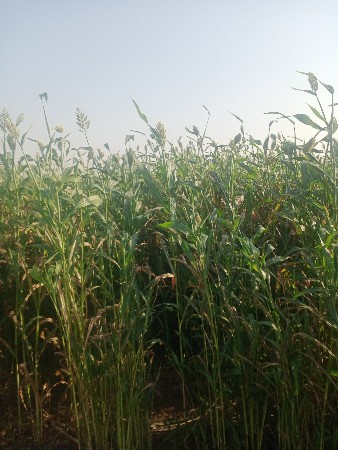 લીલી જુવાર ૪ વીઘા ઉપર  છે