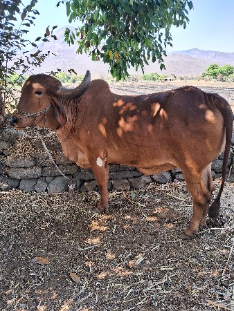 બળદ વેચવાનો છે