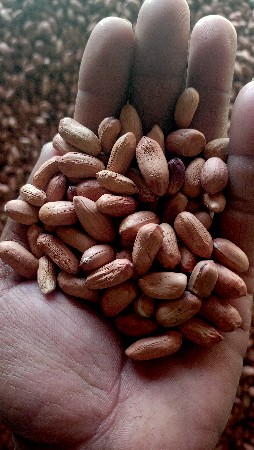 39 નંબર બિયારણ વેસ વા નુ સે