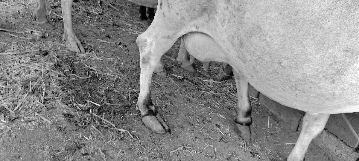 વેચવાની છે