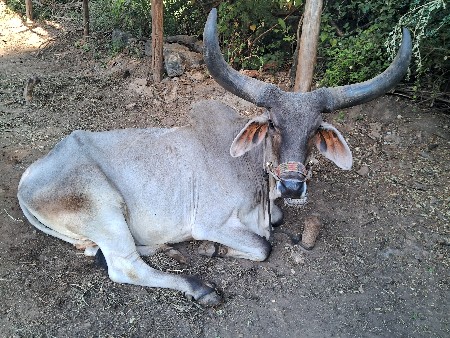 વેચવાના