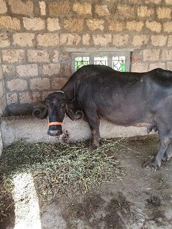 ભેંસ વેચવાની છે