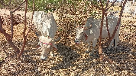 थंबनेल 3