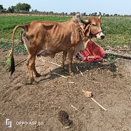 थंबनेल 3