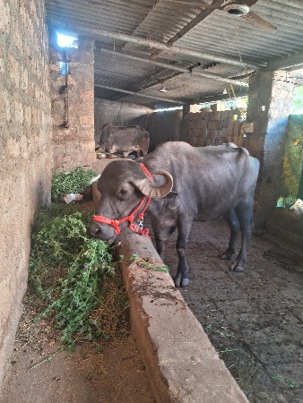 थंबनेल 4