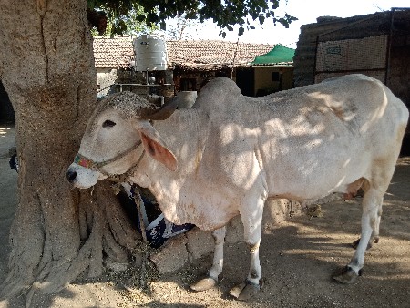 ગાય વેચવાની છે