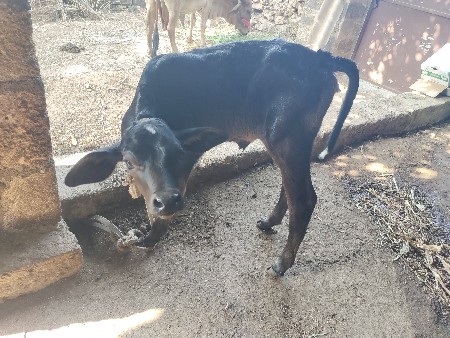 થંબનેલ 2