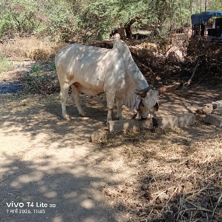 બળદ વેશવા નો શે