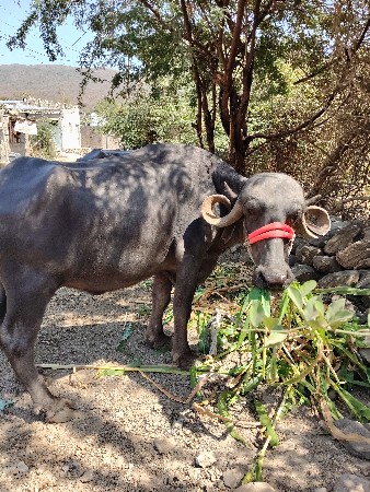 થંબનેલ 3