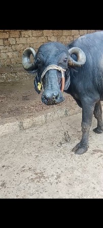 આ ભેંસ વેચવાની છે