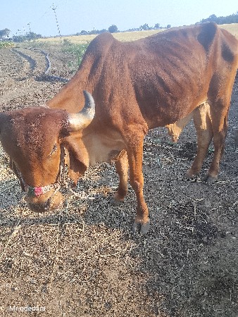 થંબનેલ 2