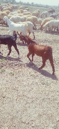 થંબનેલ 2