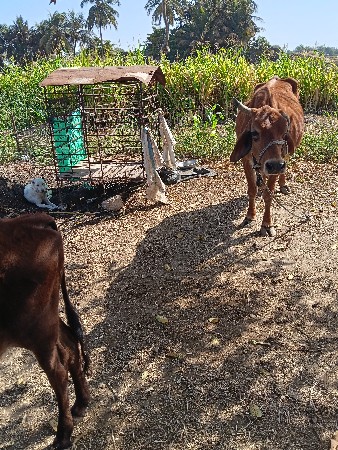 ગાય.અનેવાછડી